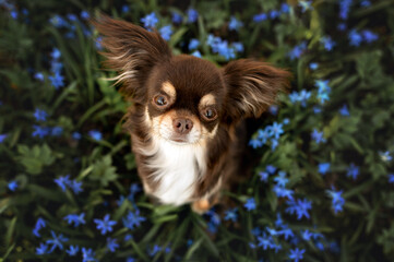 Sticker - beautiful brown chihuahua dog sitting outdoors on a snowdrops flowers field, top view