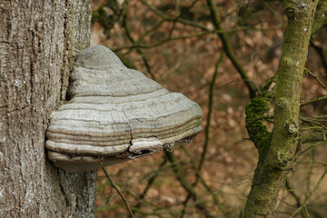 Ein großer Baumpilz wächst im Wald an dem Stamm eines Baums