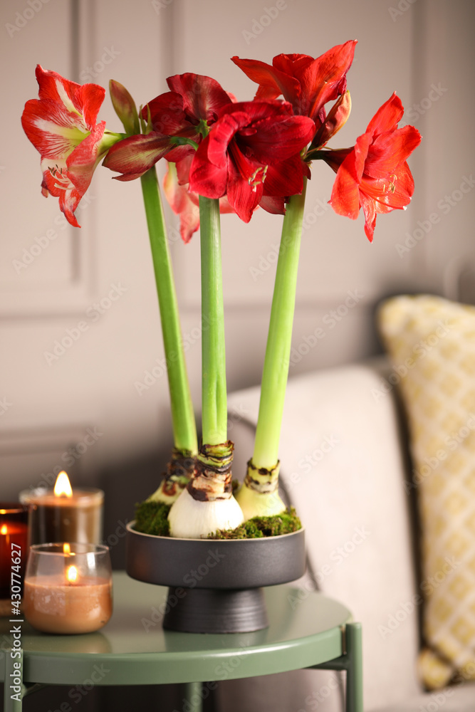 Beautiful red amaryllis flowers on table in room - obrazy, fototapety, plakaty 