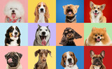 Fototapeta Dziecięca - Art collage made of funny dogs different breeds on multicolored studio background.