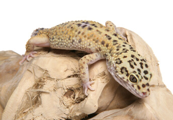 Poster - Leopard Gecko