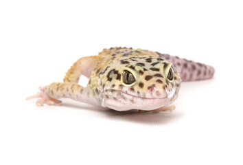 Poster - Leopard Gecko