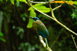 Selective focus shot of a beautiful blue-crowned motmot bird  perched on a branch