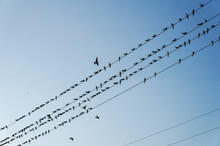  Birds On Wire