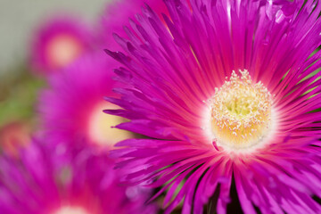 Pink flower view