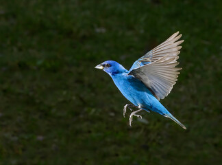 Sticker - Indigo bunting (Passerina cyanea) male flying, Galveston, Texas, USA.