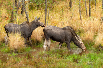 Wall Mural - Two Cow moose (Alces alces) grazing in a small pond in Algonquin Park