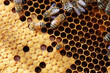 Nahaufnahme einer Bienenwabe mit Bienen