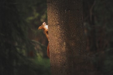 squirrel resting on a tree trunk