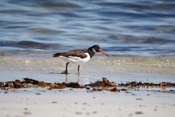 Wall Mural - Oystercatcher foraging on an Irish Atlantic beach.