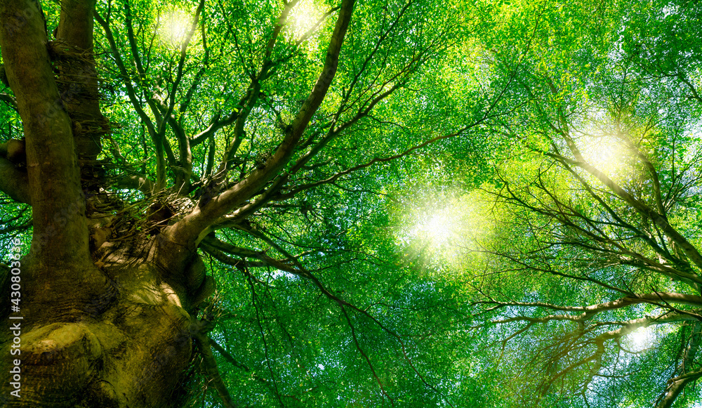 Bottom view of green tree in the forest with sunlight. Fresh environment in park. Green plant give oxygen in summer garden. Forest tree with small leaves. Beauty in nature. Ecosystem. Environment day. - obrazy, fototapety, plakaty 