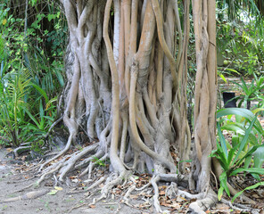 Wall Mural - the roots of palm trees on a tropical island resort