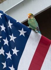 Lovebird parrot with green, yellow, and orange coloring is perched on top of a red, white, and blue American flag.