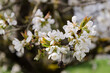 Ast eines Kirschbaumes während der Blütezeit