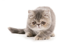 Silver Tabby Exotic Shorthair Kitten