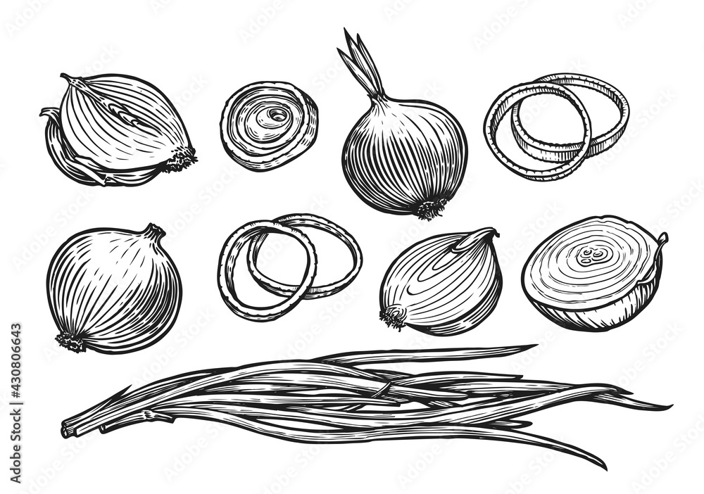 Onion bulb and rings. Fresh vegetables sketch vector illustration - obrazy, fototapety, plakaty 