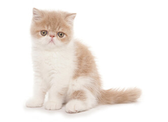 Wall Mural - cream and white exotic shorthair kitten