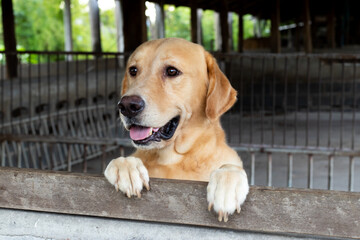 Brown golden retreiver dog stood and wait over the cage