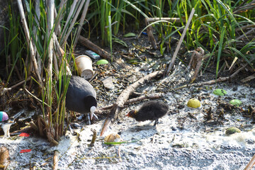 Wall Mural - A baby bird struggles through polluted river water highlighting environmental water pollution issues