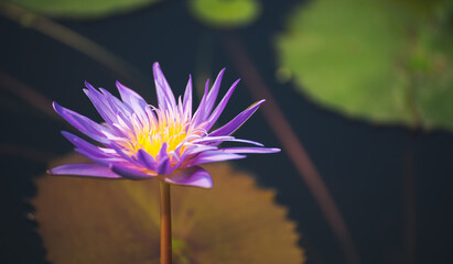 Wall Mural - violet lotus flower blossom or water lily blooming in pond with sunlight in garden outdoor nature.