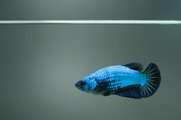 Poster - Blue Betta fish fancy Siamese fighting fish in fish tank
