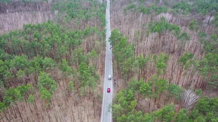 Poster - Drone 4k video of road in forest in Bialoleka district on the edge of Warsaw city, Poland