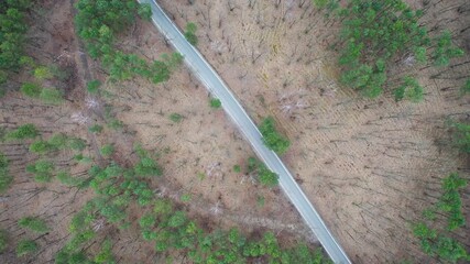 Poster - Drone aerial view of road in forest in Bialoleka district on the edge of Warsaw city, Poland