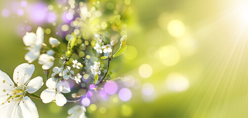 Wall Mural - beautiful spring background blooming. cherry blossom evening light sun rays closeup