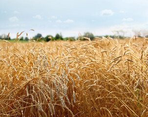 Barley field s on a hot sunny day