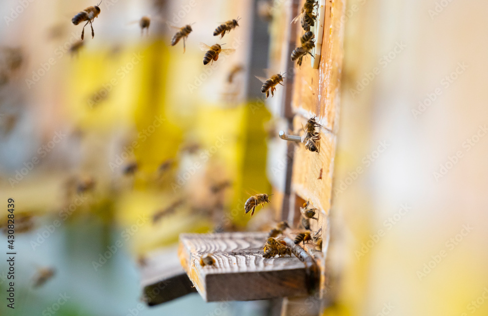 bee hive - bee breeding (Apis mellifera) close up - obrazy, fototapety, plakaty 