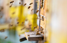 Bee Hive - Bee Breeding (Apis Mellifera) Close Up