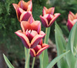 Triumph Tulips 'Slawa' or Tulipa muvota with deep purplish brown centre and petals with copper colored edges as mature blooming 