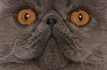 Wall Mural - blue self exotic shorthair adult cat