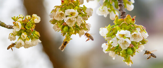 Poster - bee (Apis mellifera) close up on cherries flowers