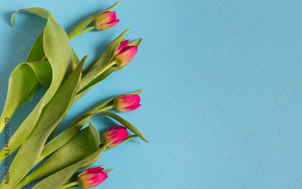 Różowe tulipany na niebieskim tle - obrazy, fototapety, plakaty 