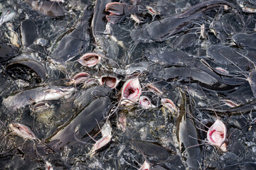 Many freshwater catfish are waiting for their food in the marshes with clean water. The big black fish is health