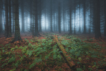 Wall Mural - A dark and moody, haunted woodland forest with atmospheric mist and fog at Blairadam Wood near Kelty, Fife, Scotland.