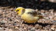 Yellow Canary Walking on the Ground