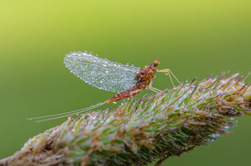 Wall Mural - Mayfly sits on an ear of grass with dew drops on wings