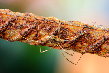 Female opilion spider with long legs sits on a rusty bar