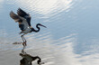 TriColor heron in flight