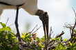 Woodstork with chick 2