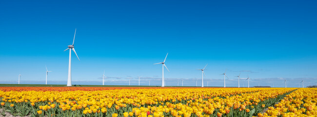 yellow tulips and wind turbines under blue sky in the netherlands