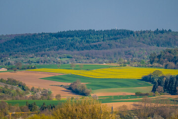 Wall Mural - Rapsanbau im Frühjahr