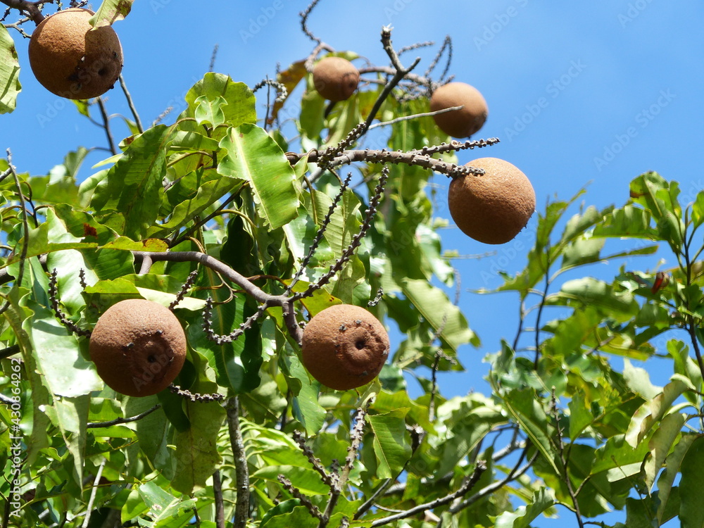 Foto de Stock Brazil nut tree in Amazon rainforest (Bertholletia ...