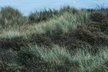 Beach Grass And Sea Buckthorn In The Dunes Of The Wadden Isle Of Vlieland In Autumn