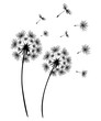 Set of dandelions. Black silhouette of two dandelions on a white background. Floral patterns, clipart. Spring flower with flying seeds. Vector illustration. Monochrome drawing.