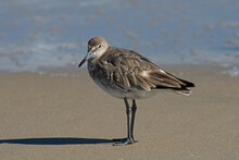 A Willet On The Beach. It Is A Large And Robust Shorebird And Sandpiper And Largest Of The Species Called Shanks In The Genus Tringa.  Often Seen Searching For Food Along The Shoreline.