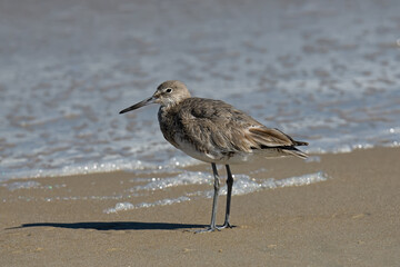 a willet on the beach. it is a large and robust shorebird and sandpiper and largest of the species c