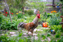 Bielefelder Rooster Walks In The Garden	
